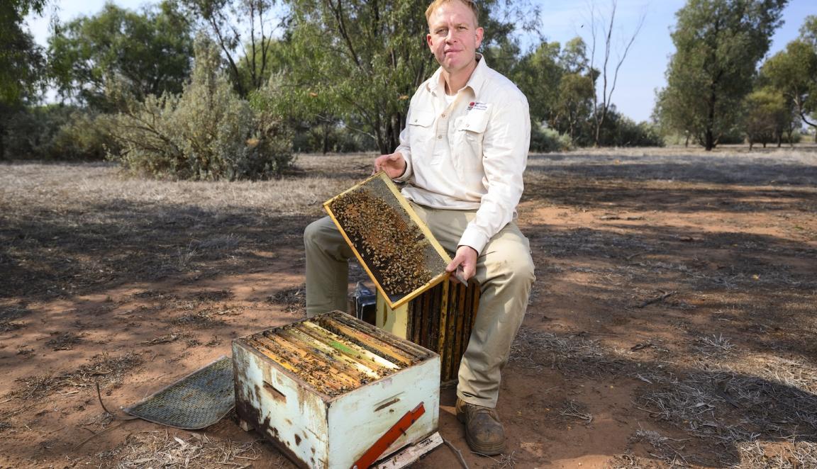 Man sitting holding a brood frame of honey bees