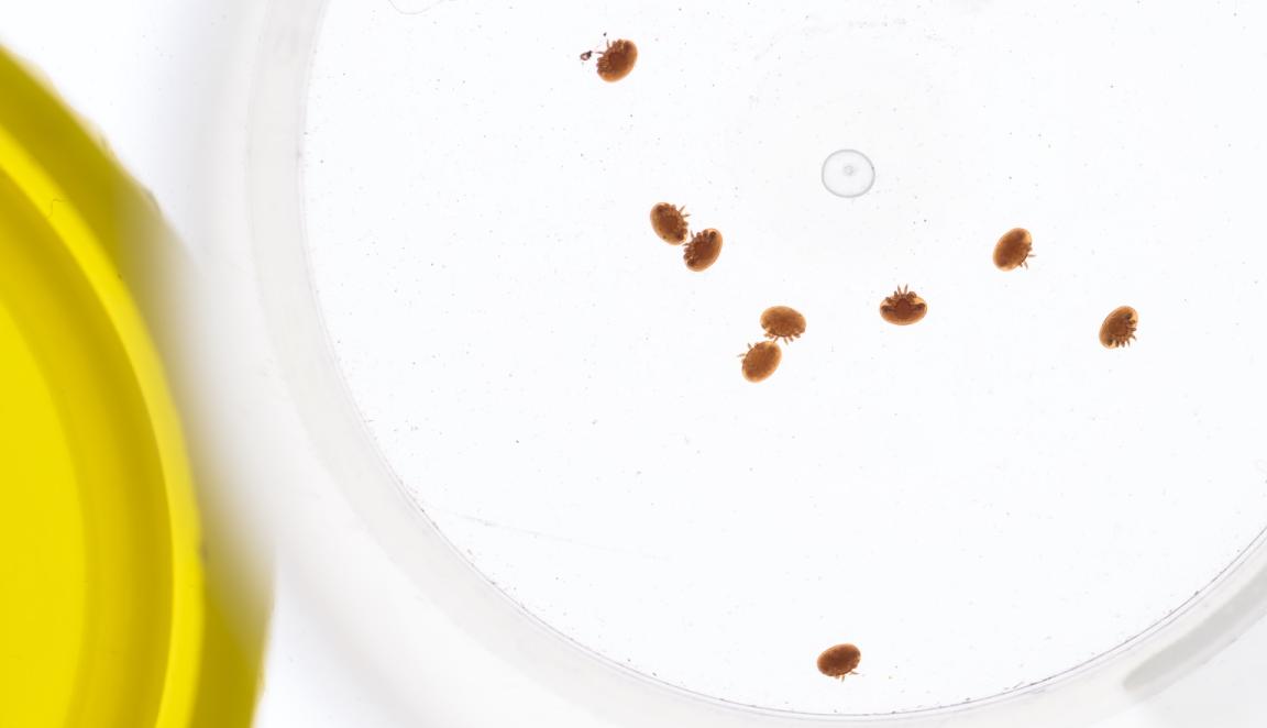 Macro image of several tiny Varroa mites