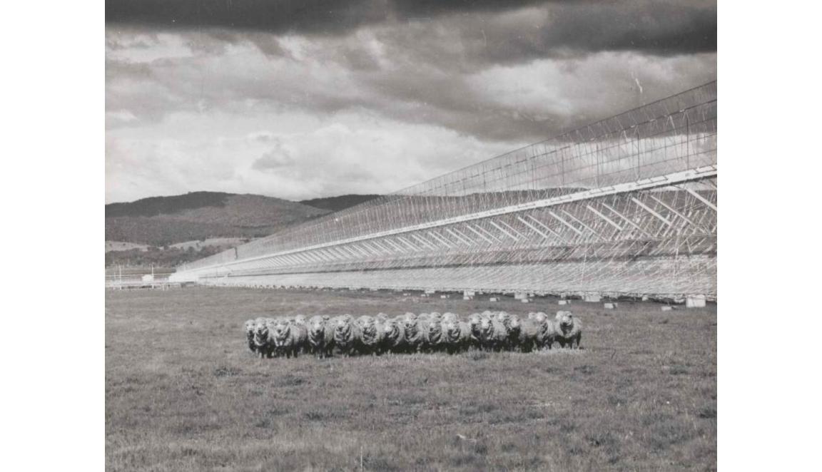 A photograph of a group of sheep next to a horizontal structure that extends into the distance.