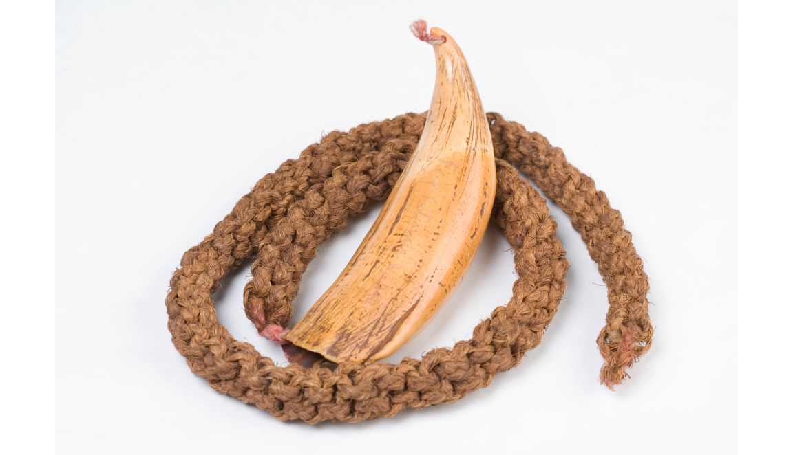 Large whale tooth with a rope connected to the root