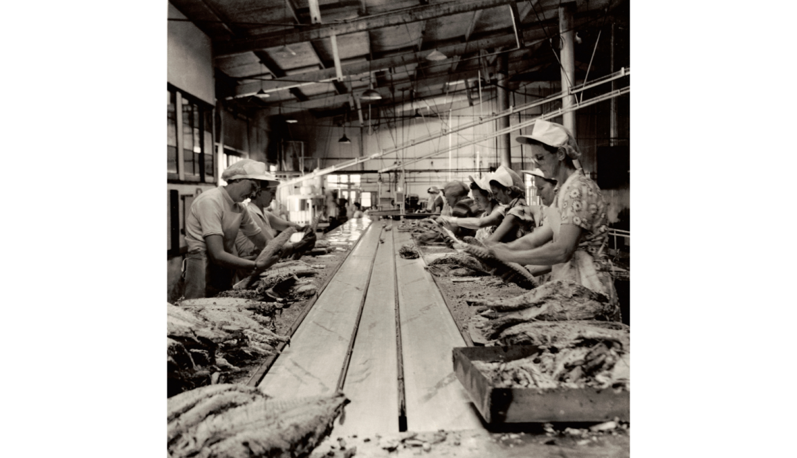 A group of people stand at a long production line inside a factory, hand-packing fish into tins. The factory setting is industrial, with machinery and trays of fish visible.