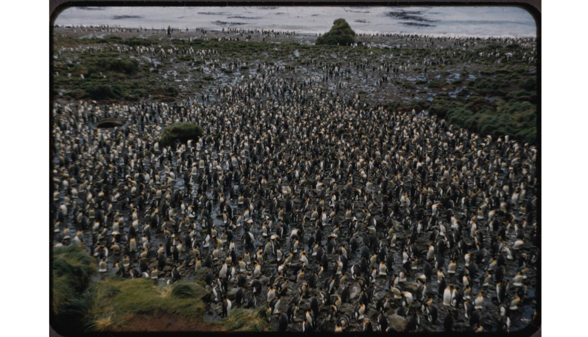 A picture taken from afar of a green field, in which there are hundreds of penguins