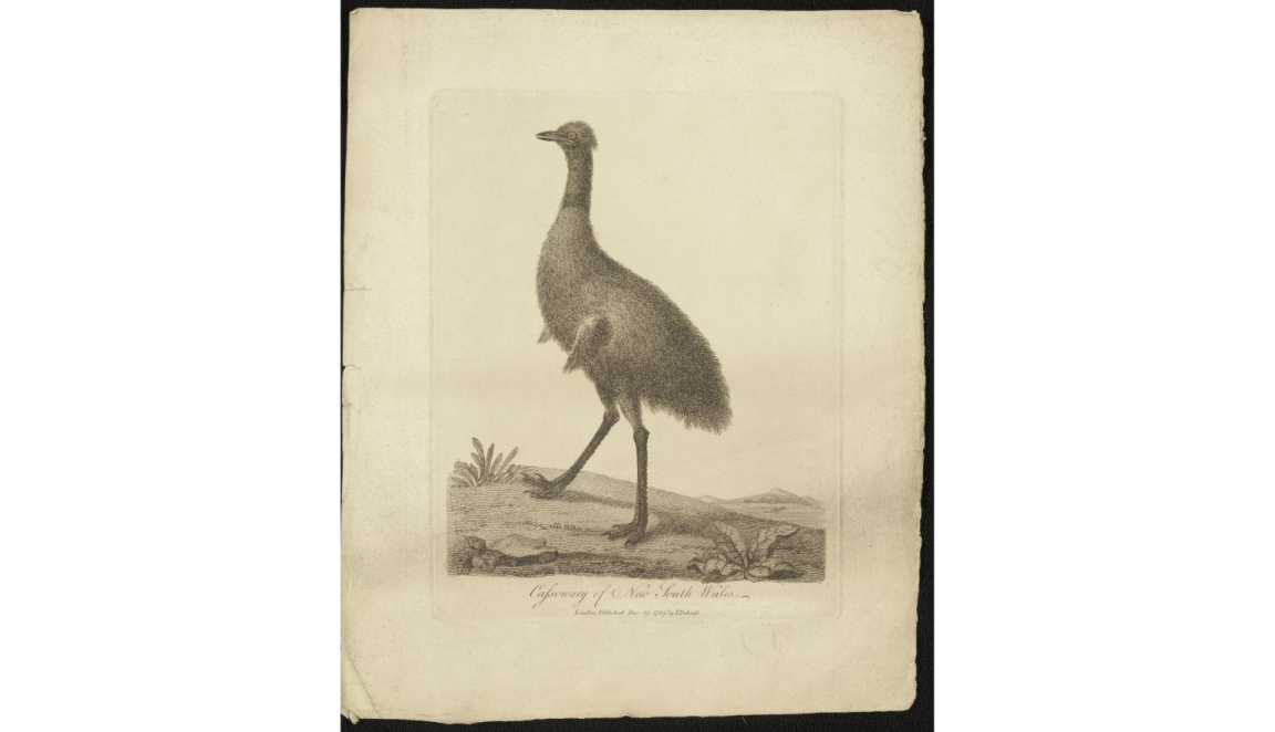 Hand drawn, colourised images ranging from 1830 to the 1950’s of various Australian fauna including Phascogale, Emu, Kangaroos and Koalas.