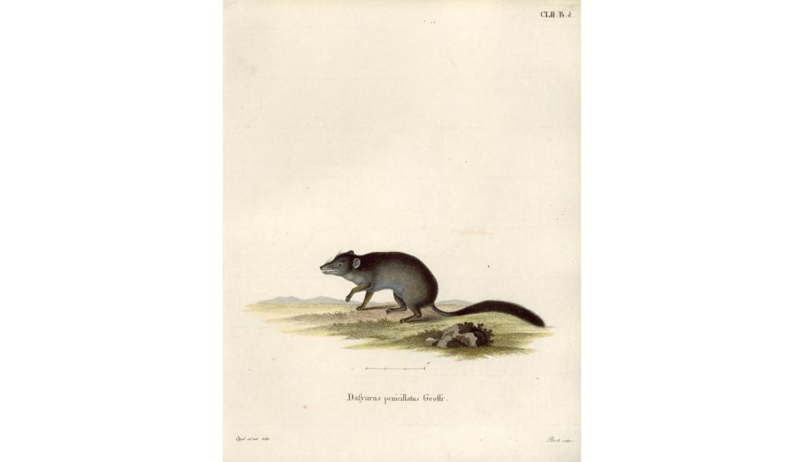 Hand drawn, colourised images ranging from 1830 to the 1950’s of various Australian fauna including Phascogale, Emu, Kangaroos and Koalas.