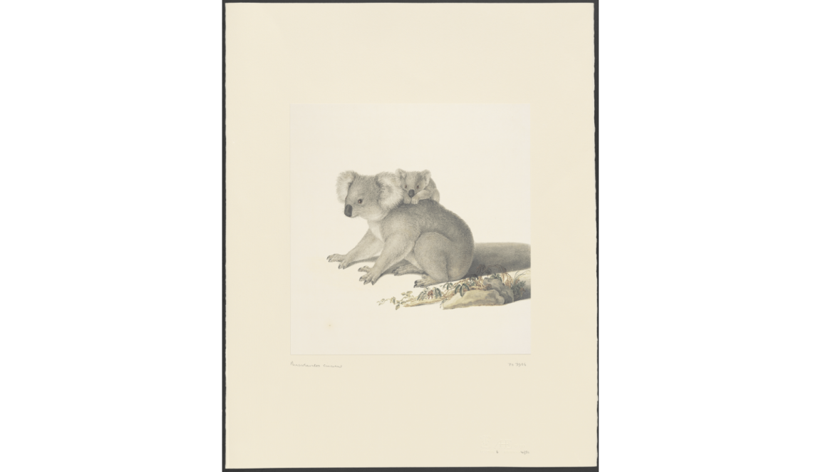 Hand drawn, colourised images ranging from 1830 to the 1950’s of various Australian fauna including Phascogale, Emu, Kangaroos and Koalas.