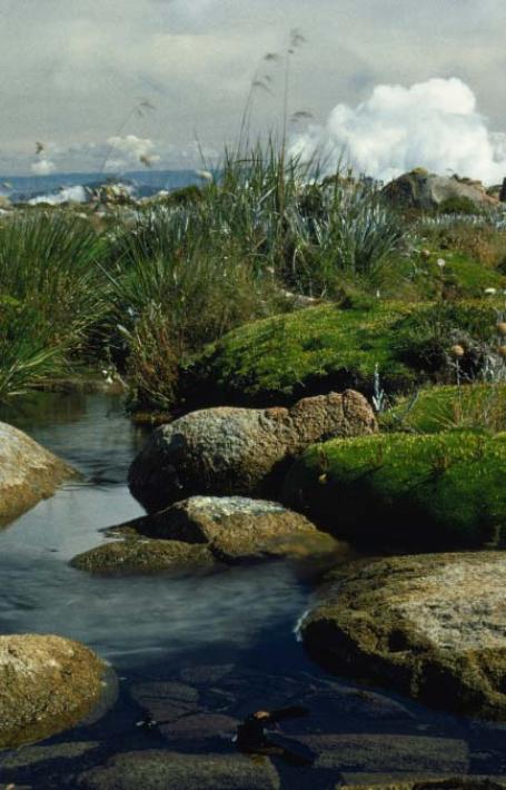 A stream flowing between large rocks and green flora with clouds in the background