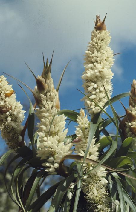 White cone-shaped flowers extending from a branch in front of a blue, slightly cloudy sky