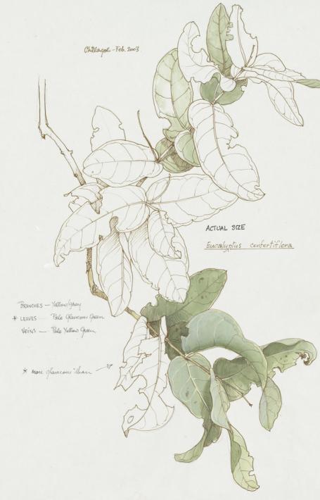 Illustration of a tree branch with leaves. Some of it it coloured in and some left white