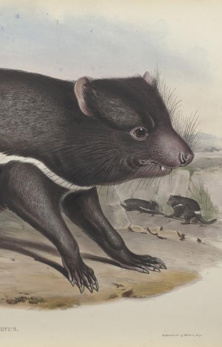Detailed illustration of a tasmanian devil