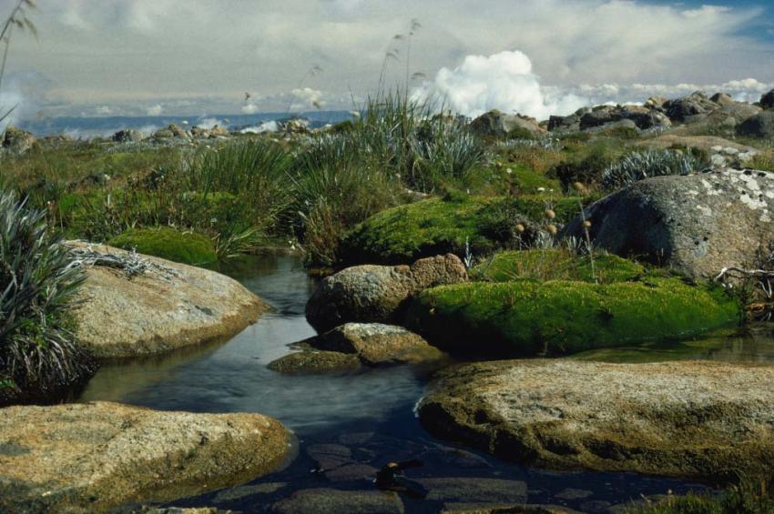 A stream flowing between large rocks and green flora with clouds in the background