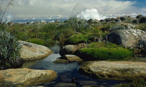A stream flowing between large rocks and green flora with clouds in the background