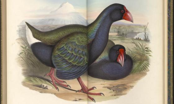 The Birds of Australia Gould - Printed plate