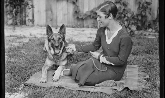 Swimmer Bonnie Mealing with a German Shepherd dog, New South Wales, ca. 1930s.jpg