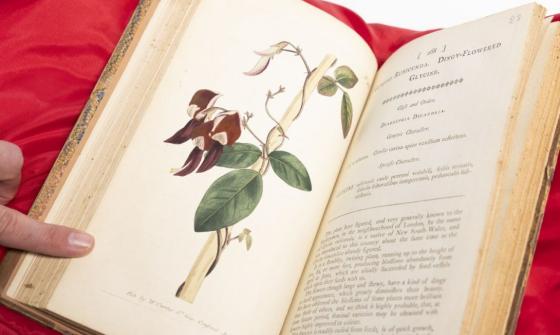 Uncredited artist Glycine Rubicunda Dingy-Flowered Glycine Diadelphia Decandria Kennedia Rubicunda, Dusky Coral Pea, No 268, July 1 1794