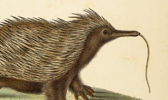 A watercolour image from 1827 of an echidna. This depiction is not accurate with what we know echidnas to look like in real life.