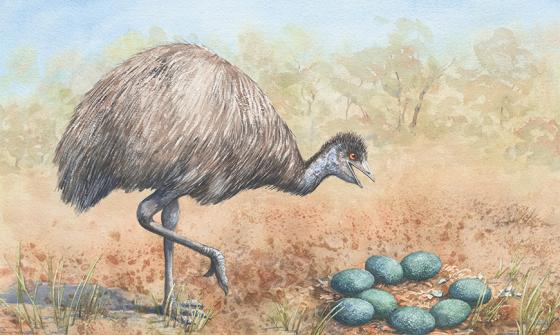 A watercolour illustration of an emu standing on one leg next to a nest of teal eggs