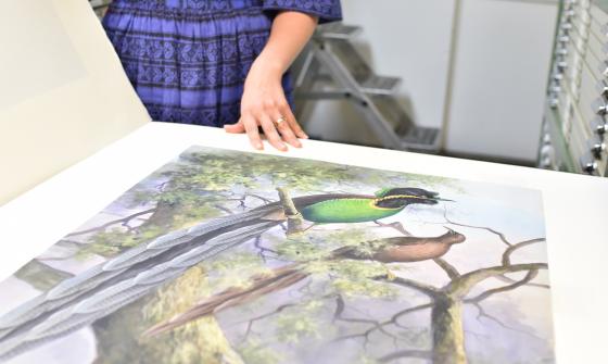 Woman looking a large colourful colourful illustration of two birds in a tree