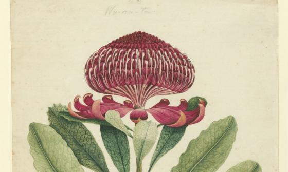 Detailed botanical illustration of a vibrant red waratah flower with long, green leaves on a white background.