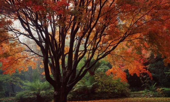 A large autumnal fern tree with a canopy that takes up most of the image. It's leaves a brilliant reds and oranges. Many leaves have fallen on the grass below. In the background many lush green ferns can be seen