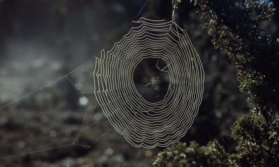 A spiderweb illuminated by the sun. The web is strung between the branches of a green leafy tree.