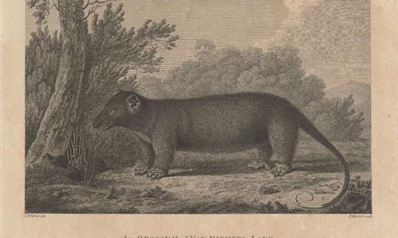 A pencil drawing of a large opossum with trees in the background. 