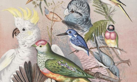 Illustration of different types of birds, including a cockatoo and kingfisher, sitting on branches