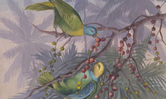 Two colourful birds standing on branches eating fruit