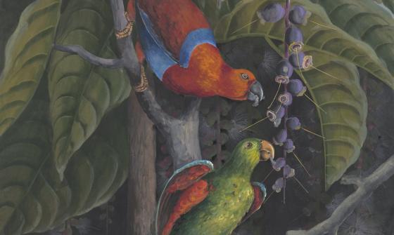 Detail watercolour illustration of two colourful lorikeets eating in a tree