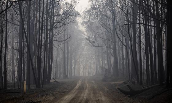 Dirt road cutting through forest of dark, leafless trees