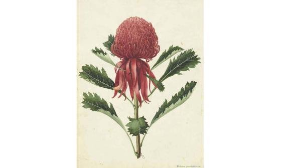 Watercolour painting of a red flower with green leaves and stem on a brown background
