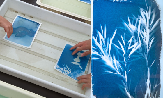 Two images side by side. On the left an image of two cyanotype sun prints being made by being dipped in a tub of liquid. On the right a finished cyanotype sun print, showing white leaves on a blue background.