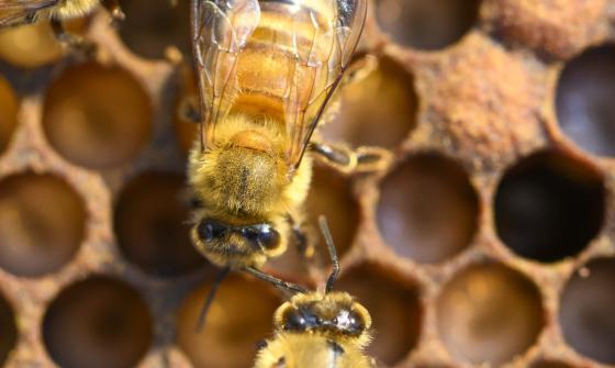 Photo close up of a European honey bees on the honeycomb of a beehive