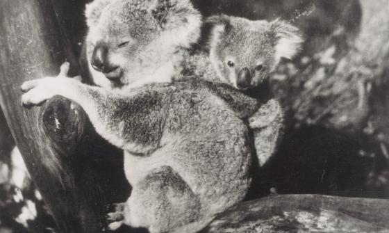 Black and white photo of a baby koala clinging to the back of a largeer koala, who's sitting on a branch