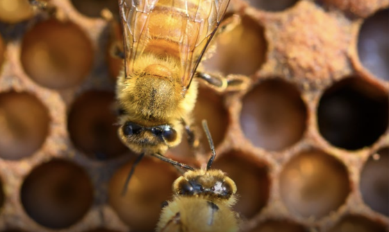Cover image of NLA annual report 2024-2025. Written title is Annual Report 2024-25. The background image depicts  three bees in a beehive.