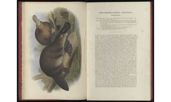 An image of an open book, with the left page featuring a full-page hand drawn colour image of two platypus from 1863 and the right page featuring a large block of text.