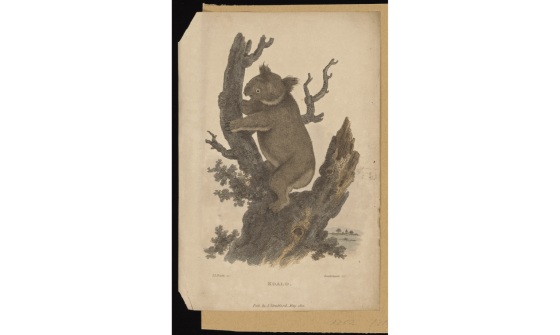 A hand drawn and colourised image of a koala hugging a tree branch from 1810.