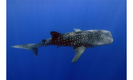A photograph of a Whale Shark (black with white spots), swimming underwater, Copyright Commonwealth of Australia (Reef Authority). 