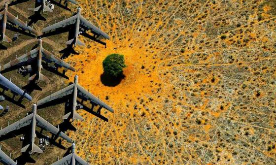 An aerial view of a desert landscape with a single green tree at the center, surrounded by numerous rusted, abandoned airplane fuselages arranged in a radial pattern.