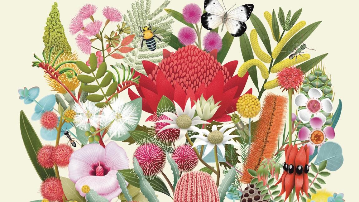 Illustrated flowers and insects details from the front cover of the book 'Flora: Australia's Most Curious Plants'.