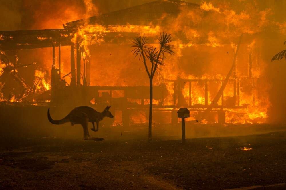 a kangaroo hops past a burning house