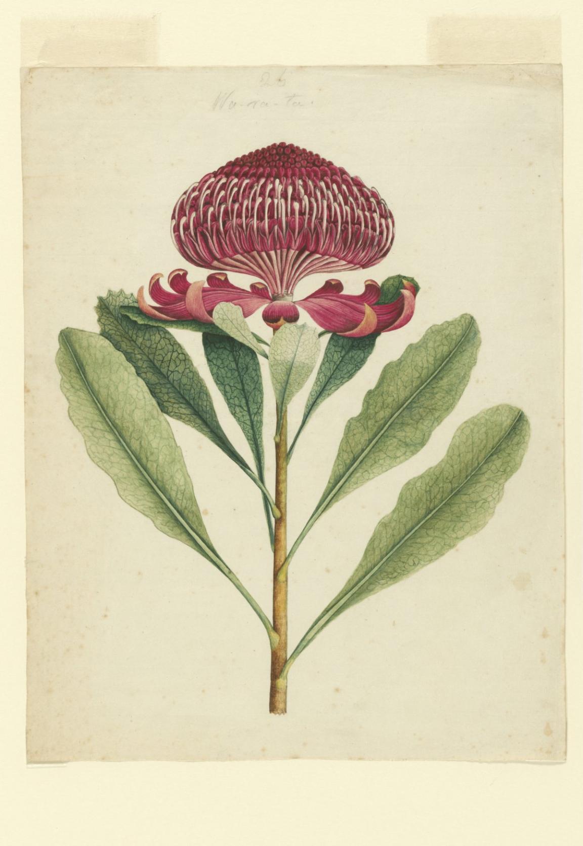 Detailed botanical illustration of a vibrant red waratah flower with long, green leaves on a white background.