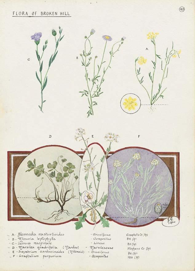 Watercolour painting of six different plants and their flowers
