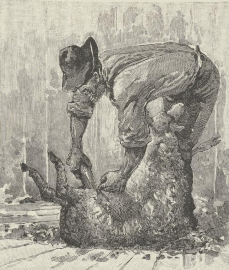 black and white illustration of a man shearing a sheep