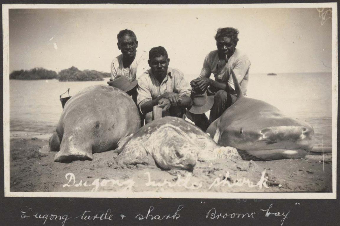 Three Aboriginal men with their catch of a dugong, turtle and shark