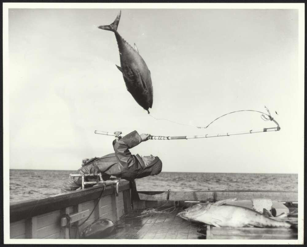 black and white photo of a fisherman on a boat pulling in a large tuna fish