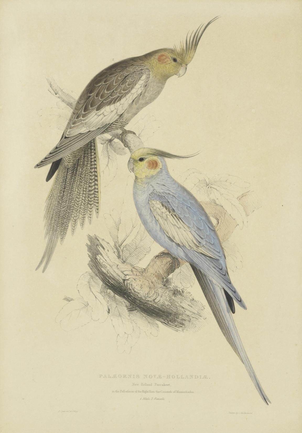 Lithograph print of two parakeets, on being mostly grey and white the other mostly blue