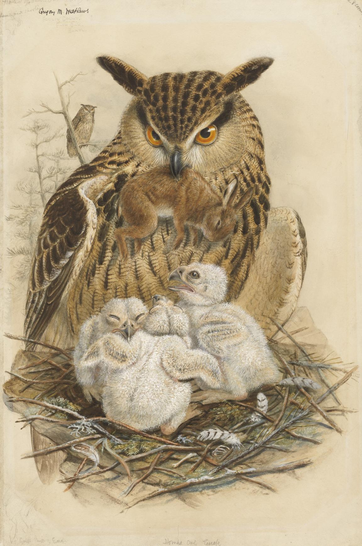 Watercolour of an adult horned owl holding a small rabbit in its beak above three baby owls in a nest