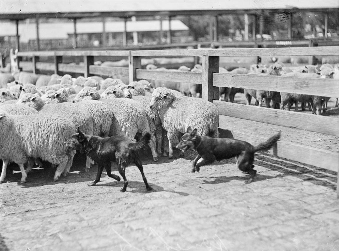 Black and white photo of two dogs herding sheep