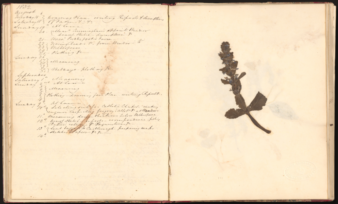 Open diary, with handwriting on the left page and a dried plant sample on the right page.