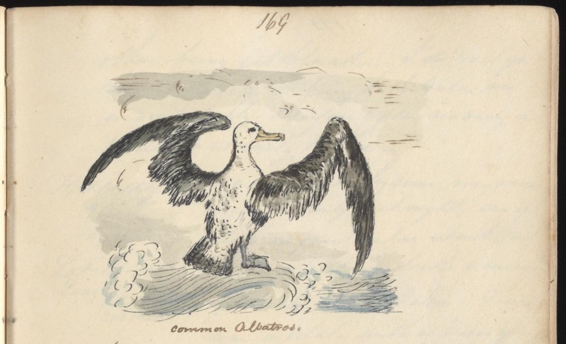 Coloured sketch of an albatross bird with it's wings up over the ocean